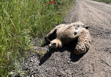 Rescatan a un buitre herido en el Camino de la Carabajala de Palencia