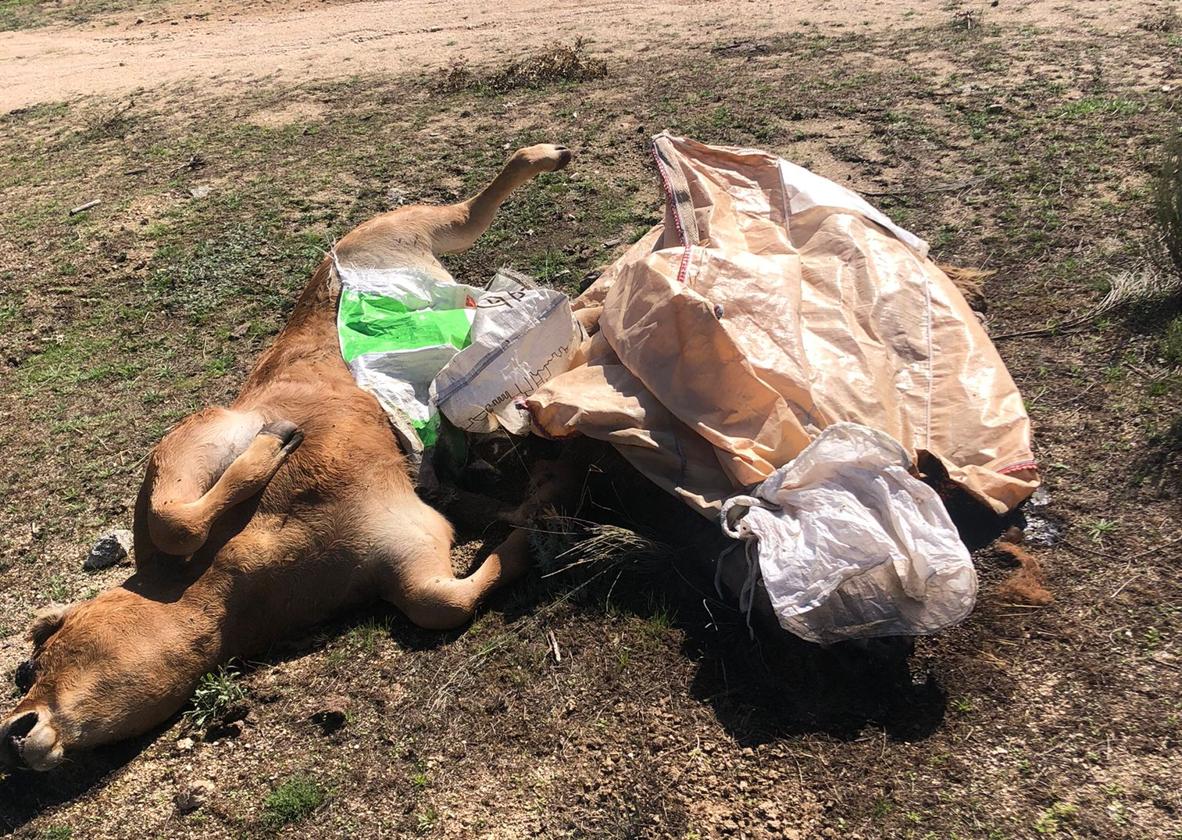 Varios terneros muertos en una explotación salmantina como consecuencia de la EHE.