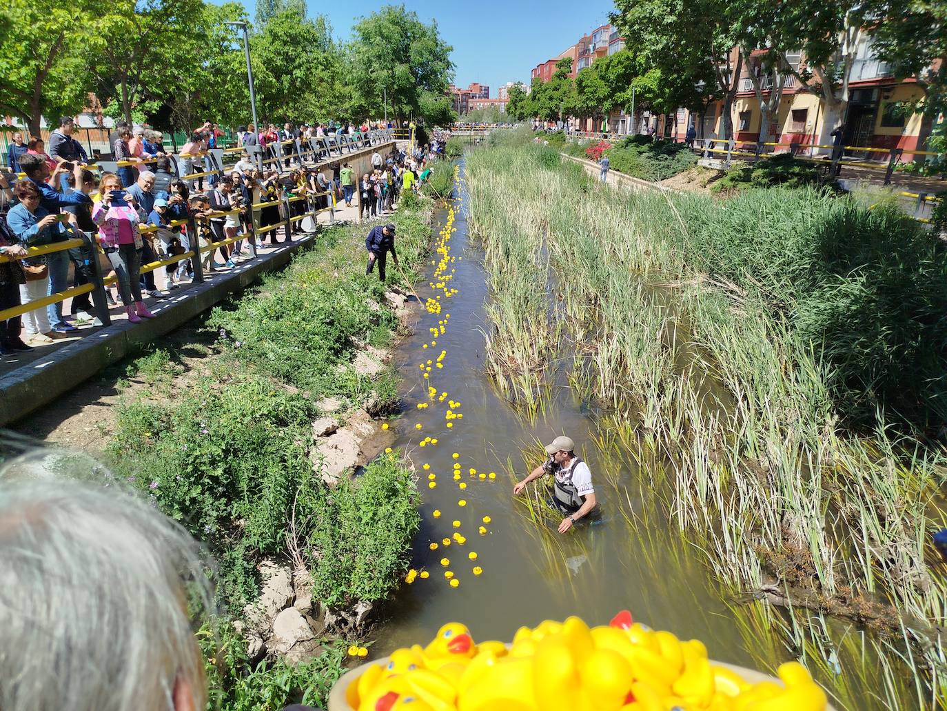 Carrera de patitos de goma solidarios en Valladolid