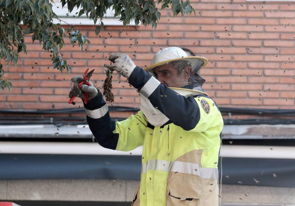 Un bombero retira un enjambre en Valladolid en una imagen de archivo.