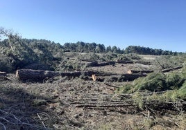 Árboles derribados en el pinar de Gomezserracín.