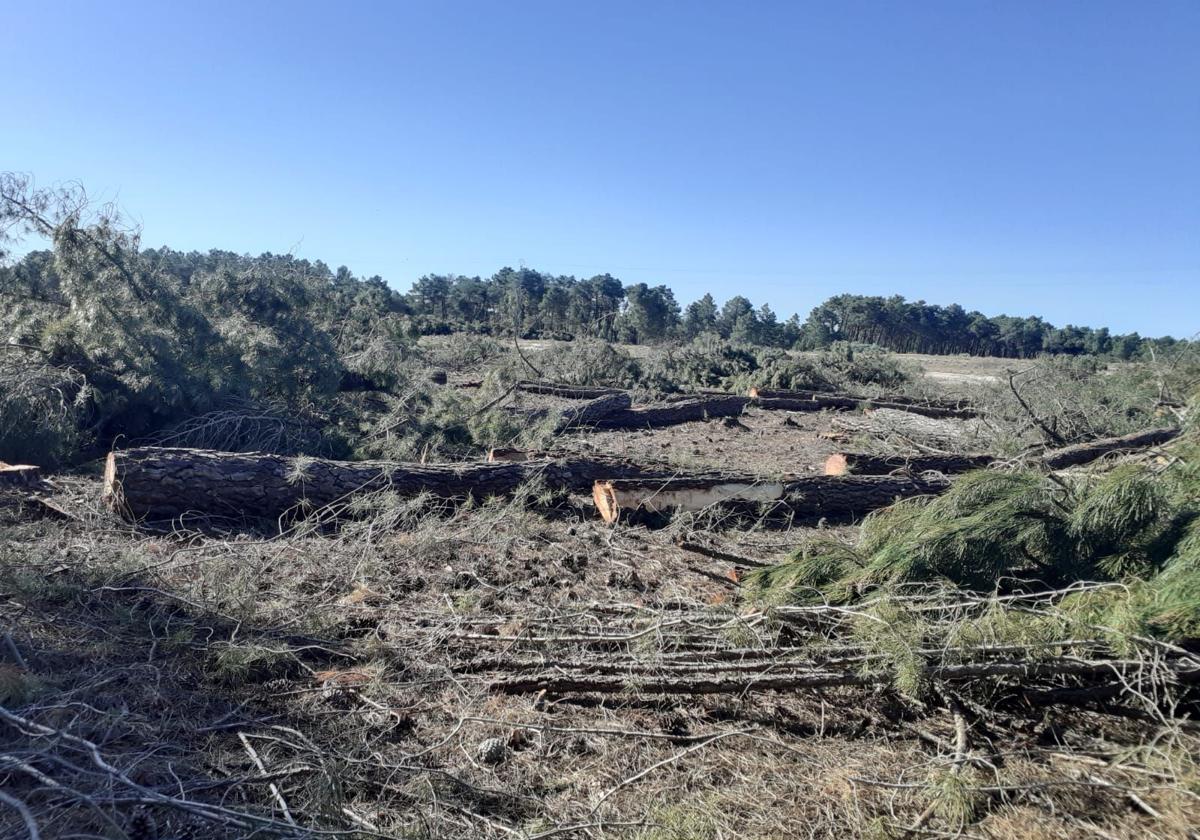 Árboles derribados en el pinar de Gomezserracín.