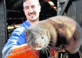 Ejemplar de visón americano de Lubia (Soria).