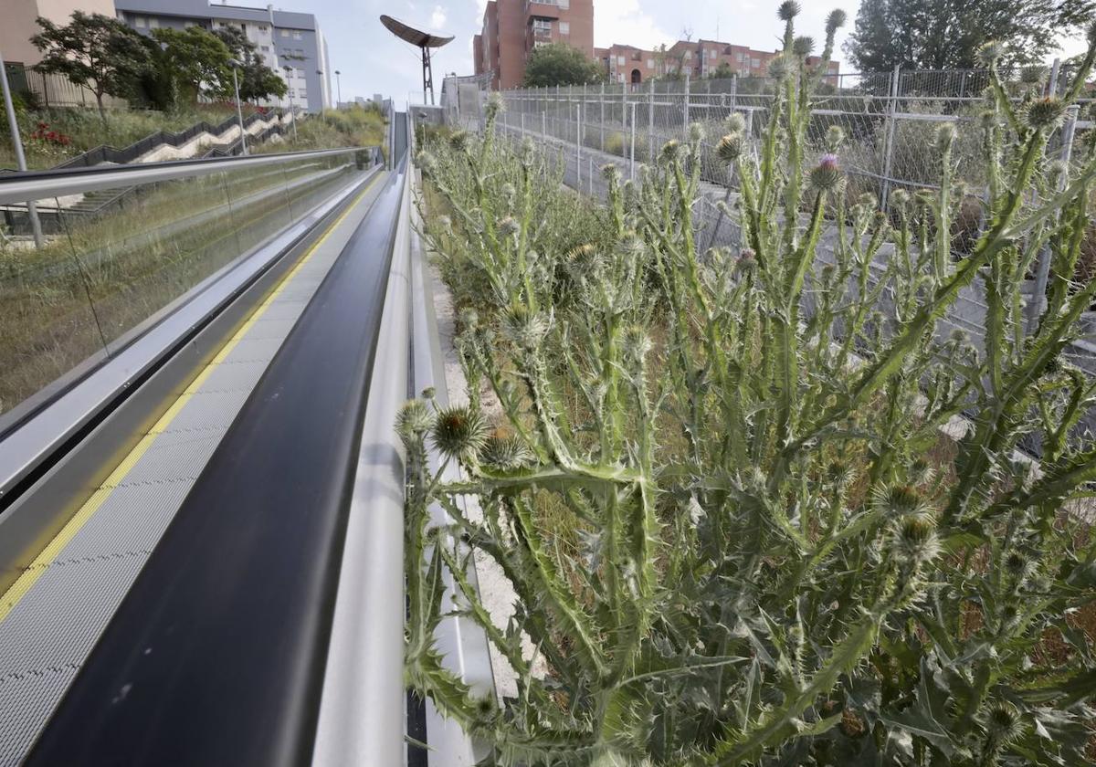 Los cardos, que llegan a la altura del posamanos de la plataforma elevadora de Parquesol.