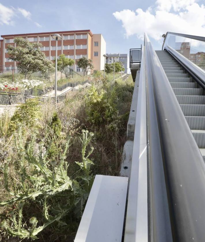 Imagen secundaria 2 - Vegetación, en la ladera de Parquesol junto al elevador.