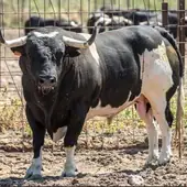 Los toros protagonistas de las fiestas de San Antonio