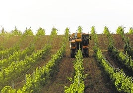 Viñedo dentro de la DO Rueda.