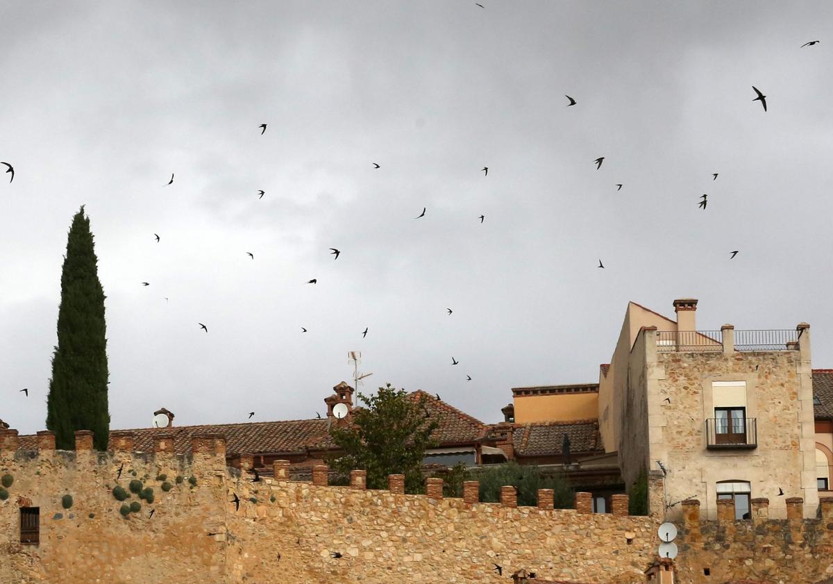 Imagen principal - Grupos de vencejos sobrevuelan diferentes entornos de la ciudad de Segovia.