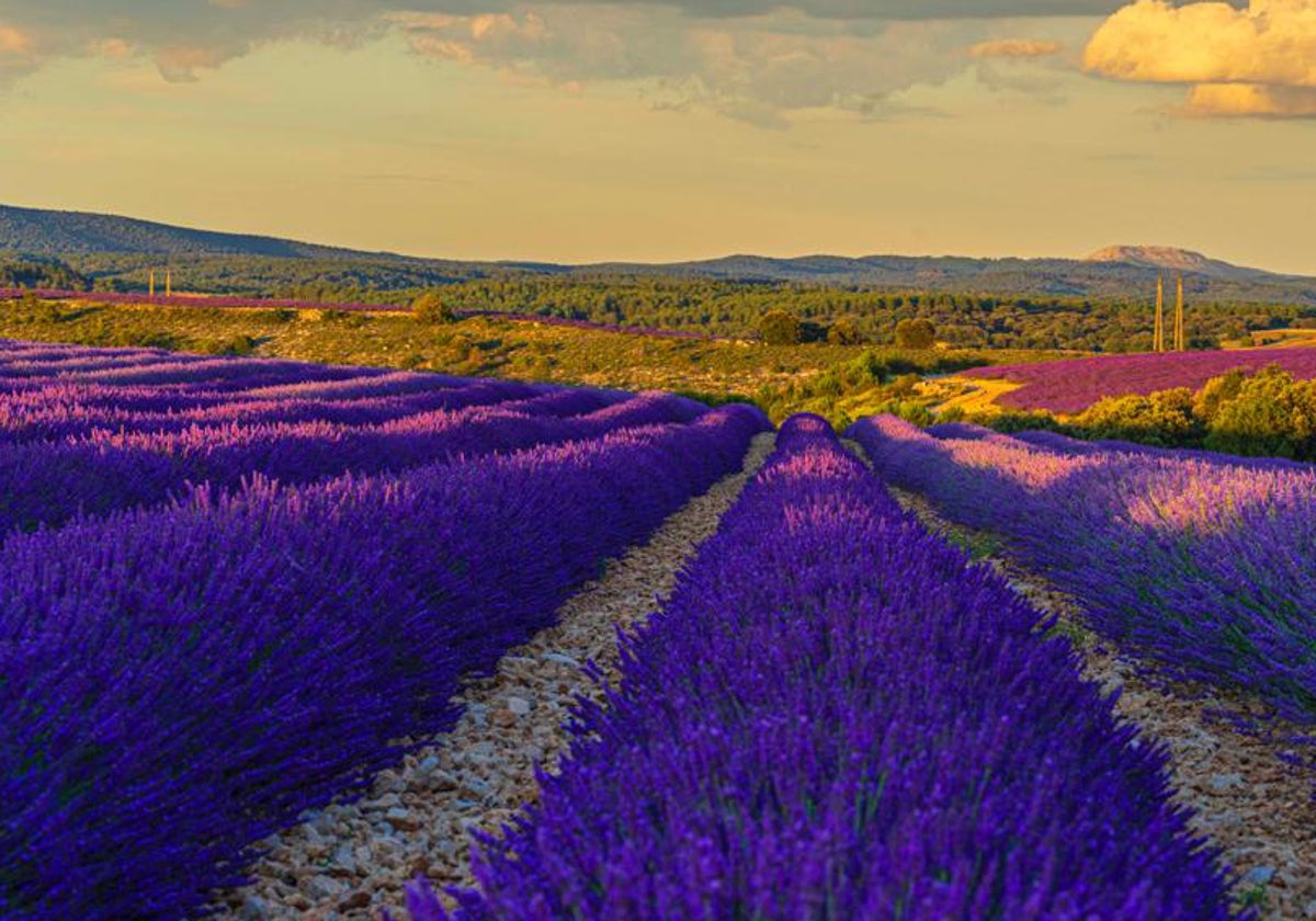 Campo de lavanda en floración en Caleruega.