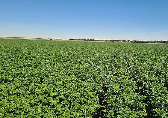 Estado actual de una tierra dedicada al cultivo de patatas en la provincia de Segovia.
