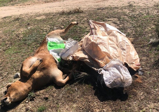 Animales muertos a la espera de ser retirados de una explotación.