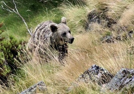 Ejemplar de oso pardo.