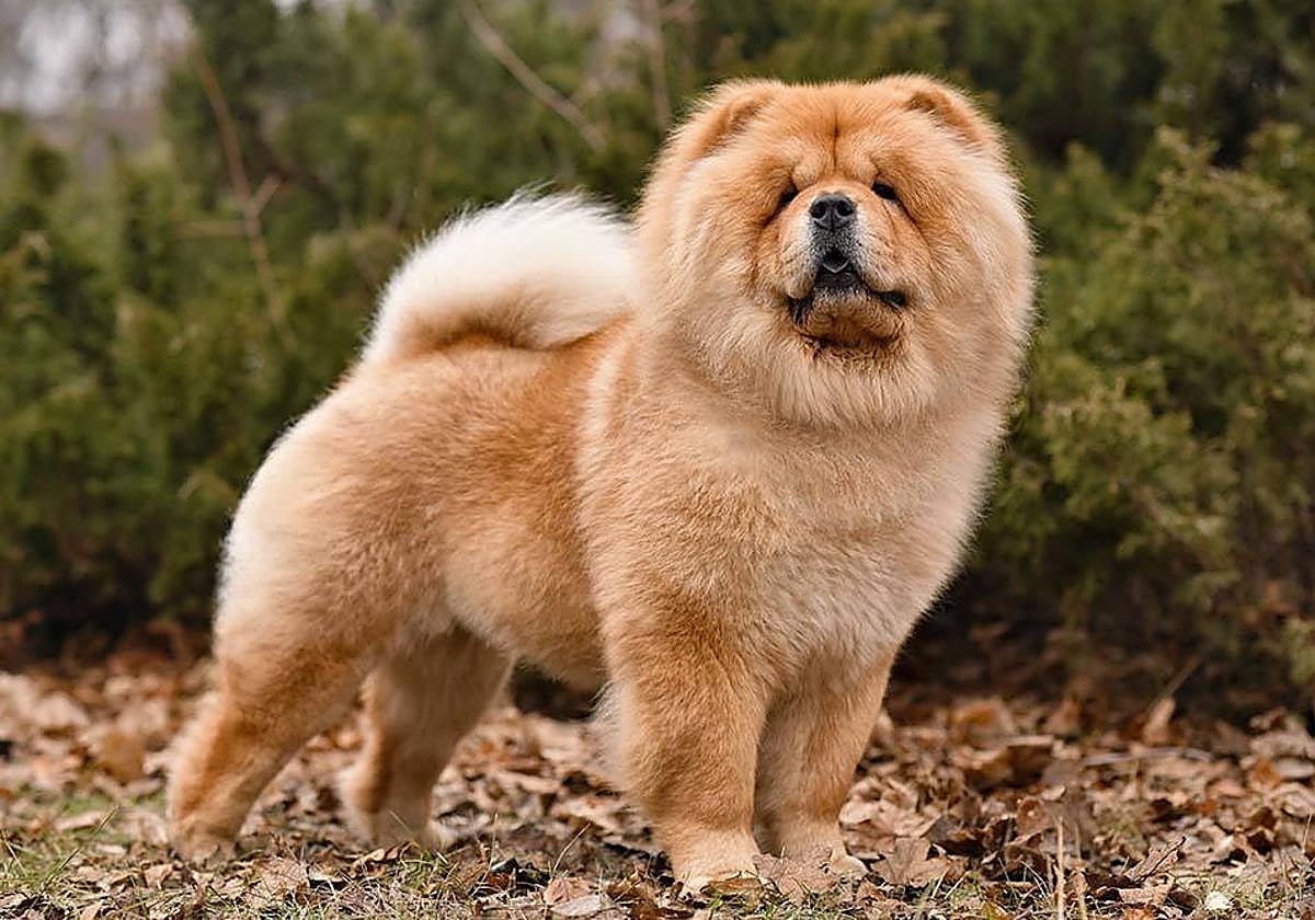 Perro de raza chow chow.