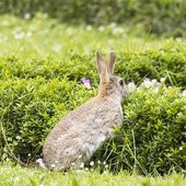 La presencia de conejos en el Campo Grande activa su captura con jaulas para evitar una plaga