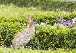 Un conejo, en la zona de la biblioteca del parque de Campo Grande.