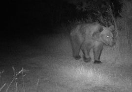 Imagen del oso en la zona donde estaban situadas las colmenas afectadas.