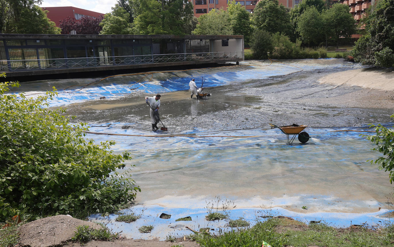 Los patos de Palencia se afanan en la limpieza de primavera