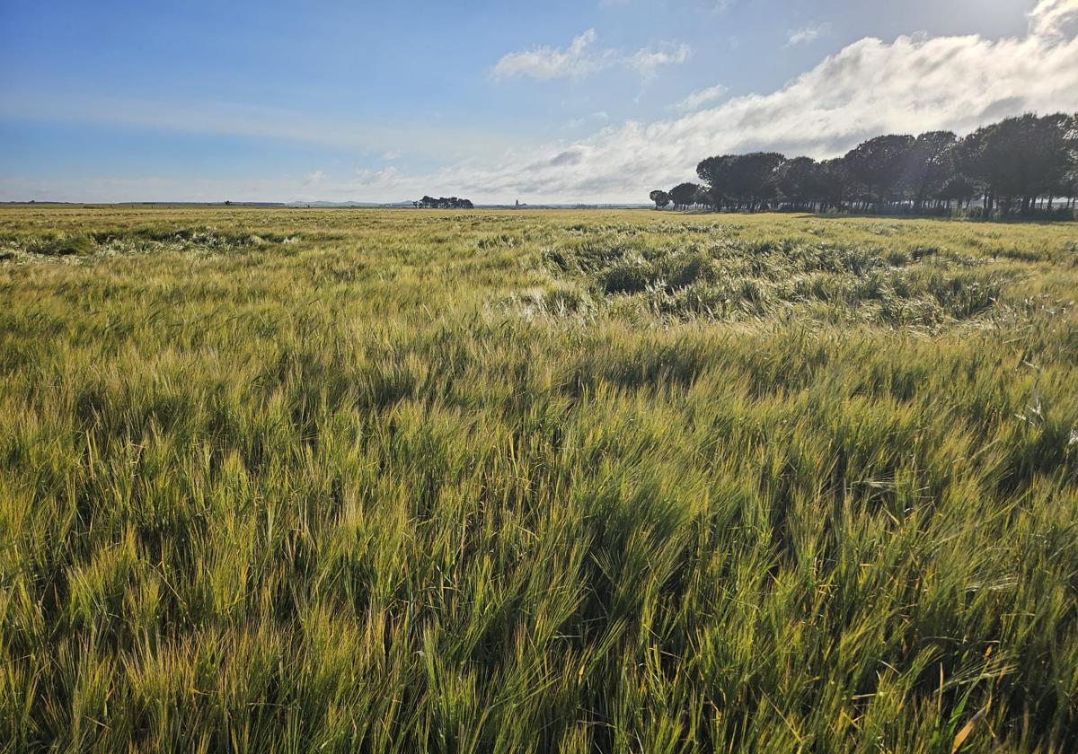 Las organizaciones agrarias denuncian la «incomprensible» bajada del precio del cereal