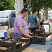 Piñel de Abajo presume de la mayor plantación de trufa de verano de Europa