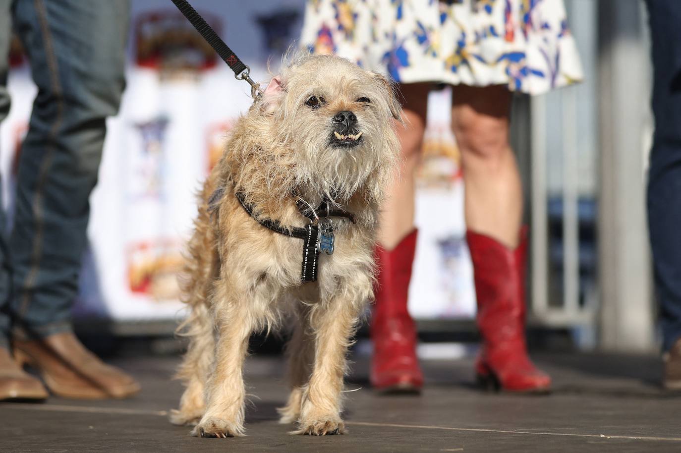 Las imágenes del concurso de los perros más feos celebrado en Petaluma, California