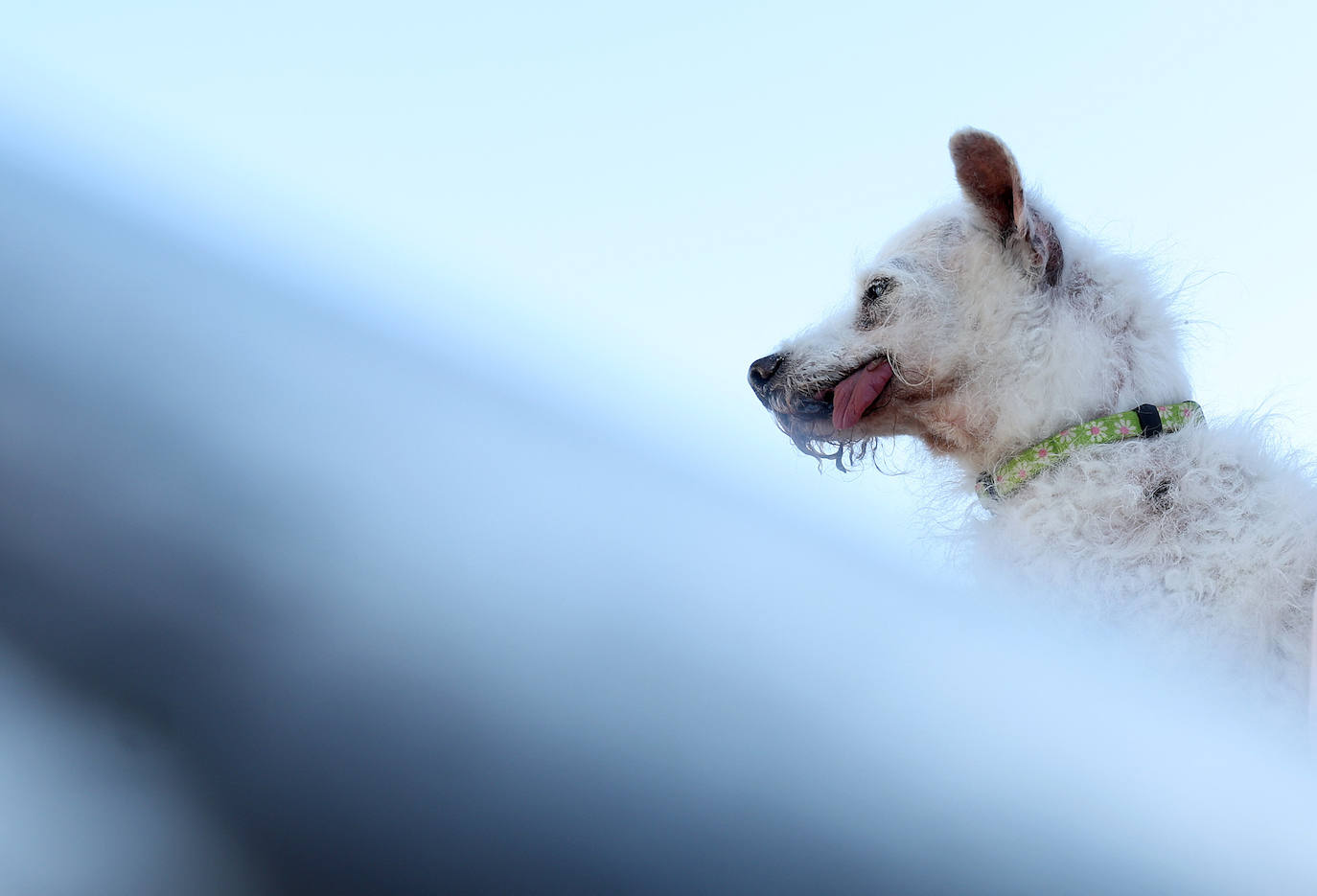 Las imágenes del concurso de los perros más feos celebrado en Petaluma, California