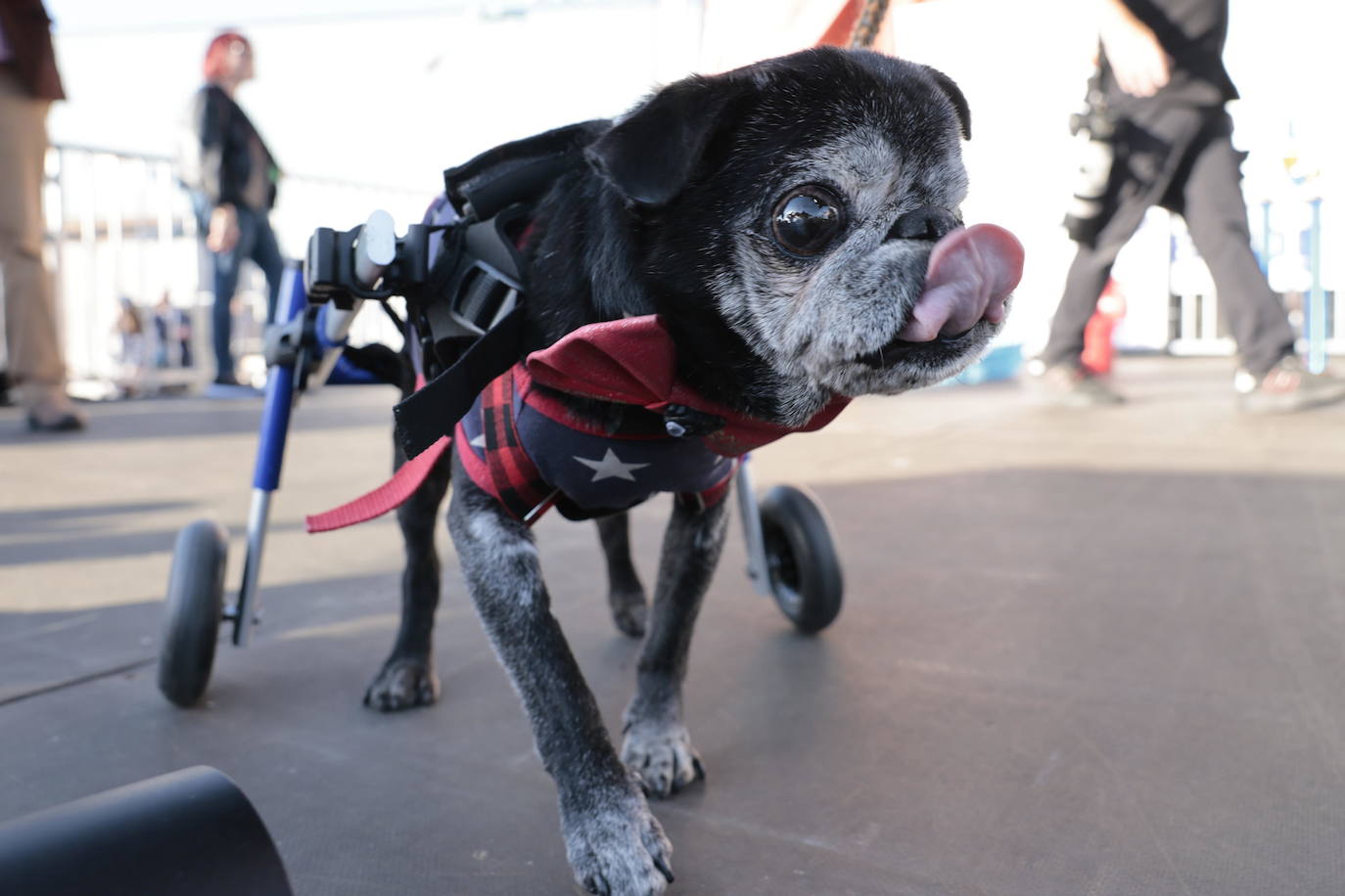 Las imágenes del concurso de los perros más feos celebrado en Petaluma, California