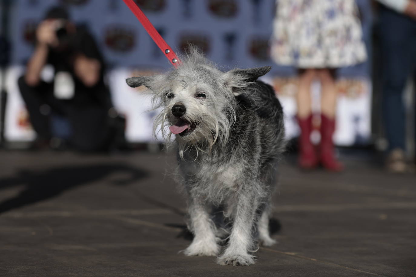 Las imágenes del concurso de los perros más feos celebrado en Petaluma, California