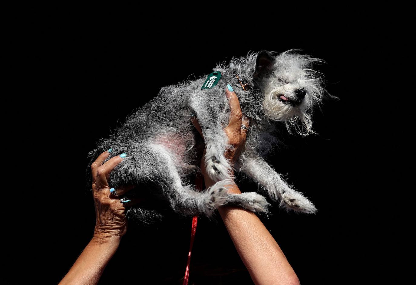 Las imágenes del concurso de los perros más feos celebrado en Petaluma, California