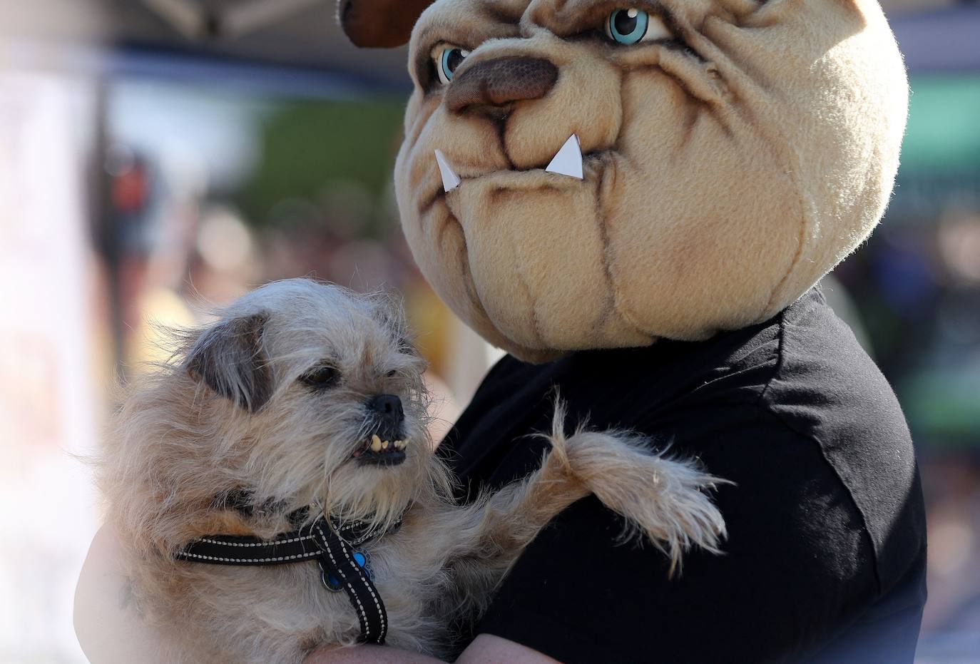 Las imágenes del concurso de los perros más feos celebrado en Petaluma, California