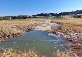 Parcela de cebada anegada por el agua manada del tubo roto del canal del Riaza.