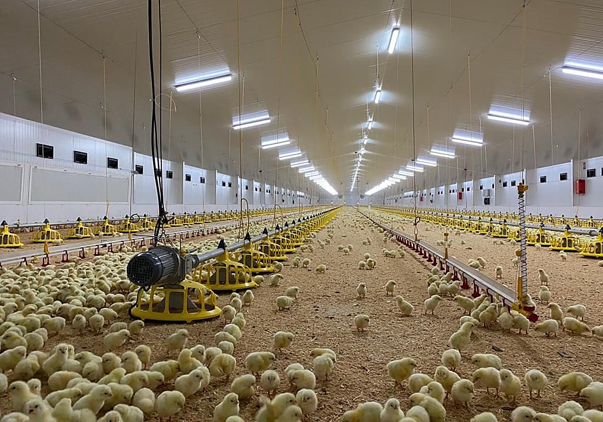 El interior de una de las instalaciones avícolas del municipio.