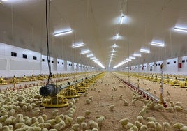 El interior de una de las instalaciones avícolas del municipio.