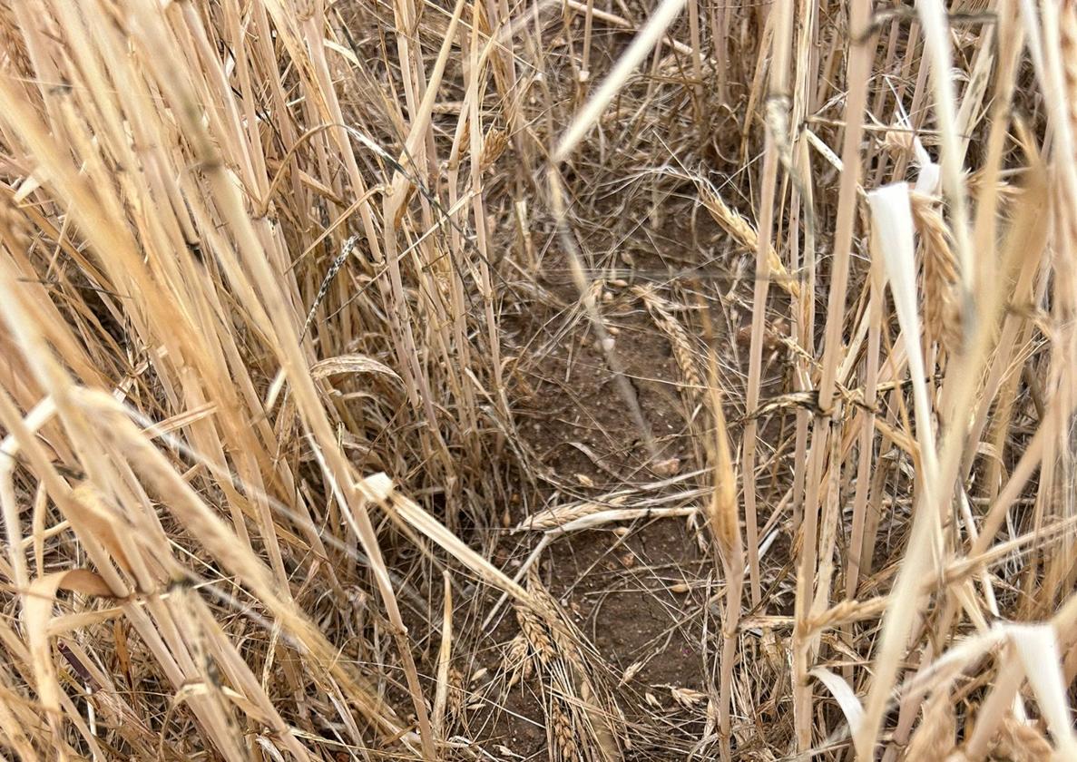 Parcela de cereal en La Moraña dañada por el pedrisco.