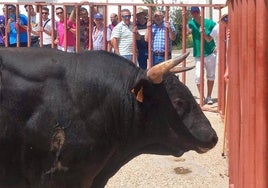 Imagen del encierro de Sieye Iglesias de Trabancos.