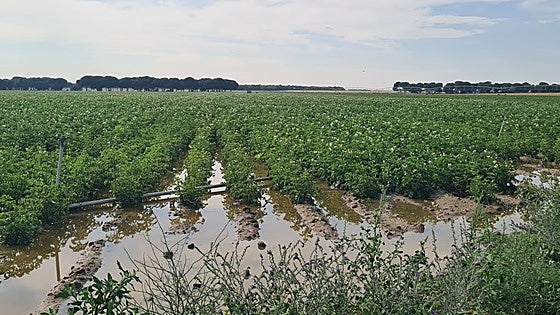 Las lluvias generalizadas en Castilla y León afectan de manera desigual a los cultivos