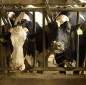 Cuatro de cada diez granjas de vacuno de leche en la provincia han cerrado