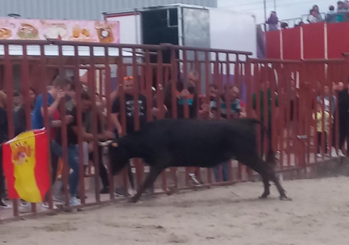 Numerosos aficionados taurinos acudieron este sábado a disfrutar de la suelta en Villanueva de Duero.