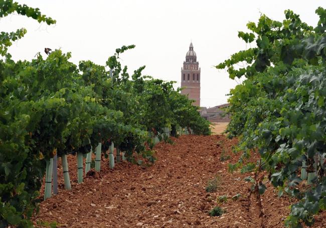 Viñedos en Alaejos, con una de las iglesias al fondo.