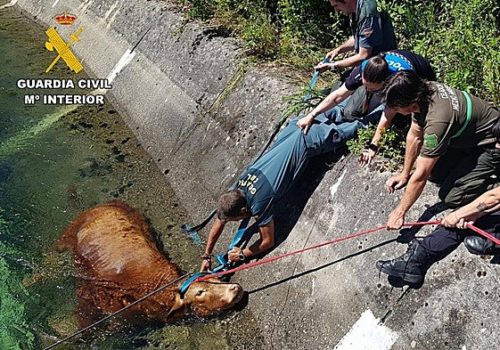 Tareas de rescate de la vaca del canal.