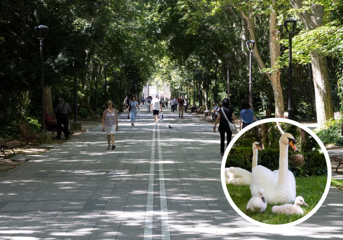 Paseo central del Campo Grande, y en detalle, la familia de cisnes desaparecida.