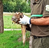 Agentes medioambientales rescatan un milano real herido en el Real Sitio