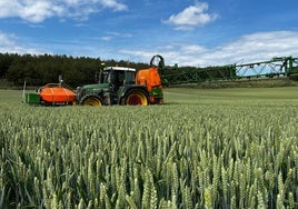 Tratamiento de fungicida en una plantación de trigo.