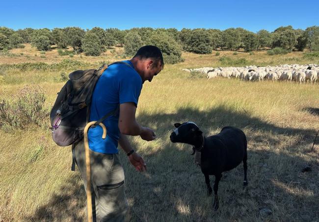 Deme llama la atención de la oveja.