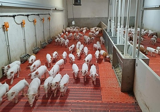 Granja de porcino en la provincia de Soria.