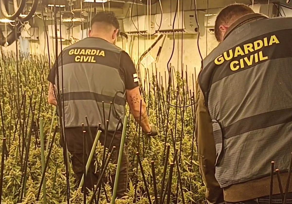 Desmantelada en Segovia la mayor plantación interior de marihuana hallada en Castilla y León