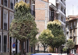 La nueva poda poda 'en vela' para los árboles de Valladolid