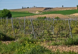 Los viñedos hacen que el paisaje de La Seca sea único en Castilla y León.
