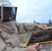 Sube la importación de miel de «dudosa calidad» en más de 2.000 toneladas