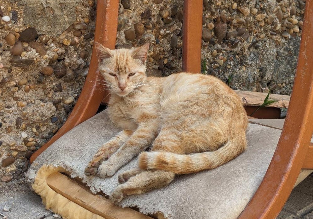 Uno de los gatos pertenecientes a las colonias felinas de Tordesillas.