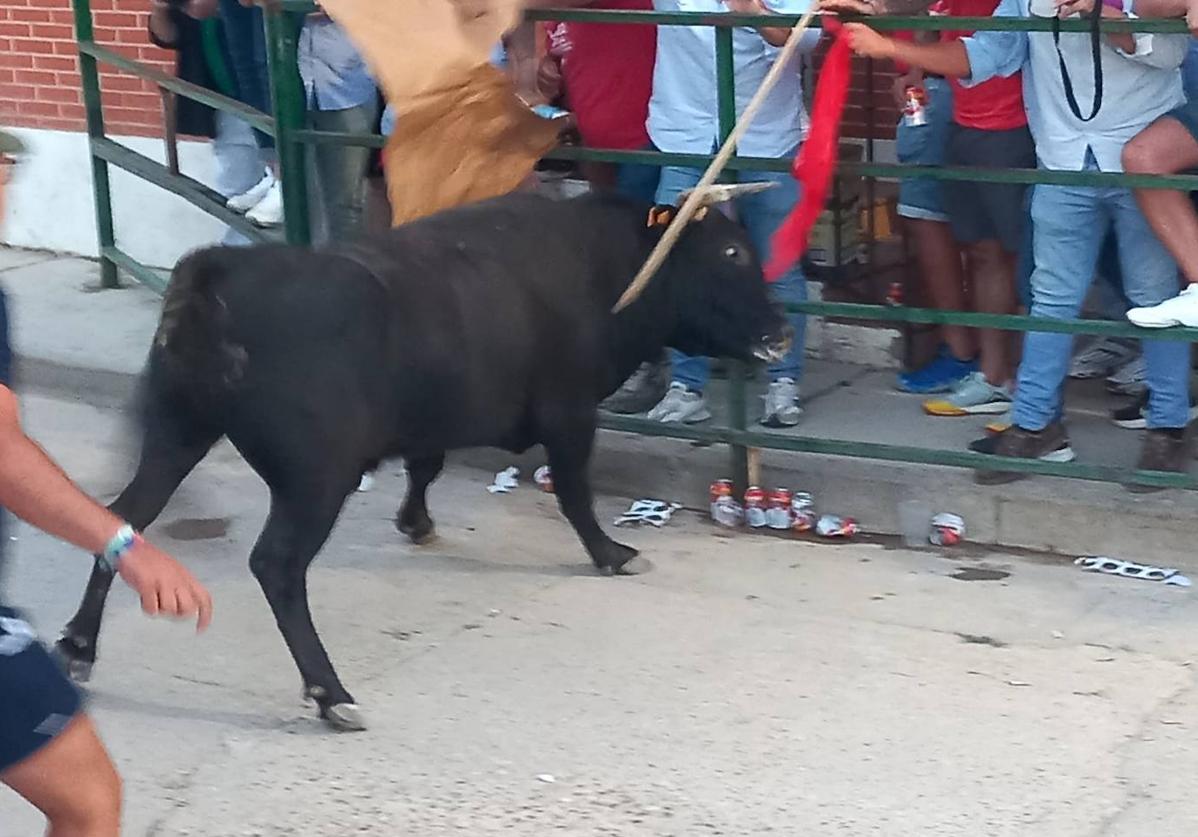 Uno de los tres novillos que participó en el encierro remata contra las talanqueras.